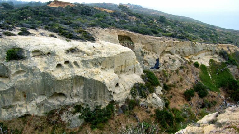 Sandstone cliffs at Torrey Pines Bluffs.